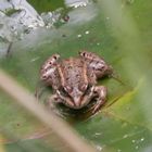 Teichfrosch (Pelophylax esculentus) im Gartenteich