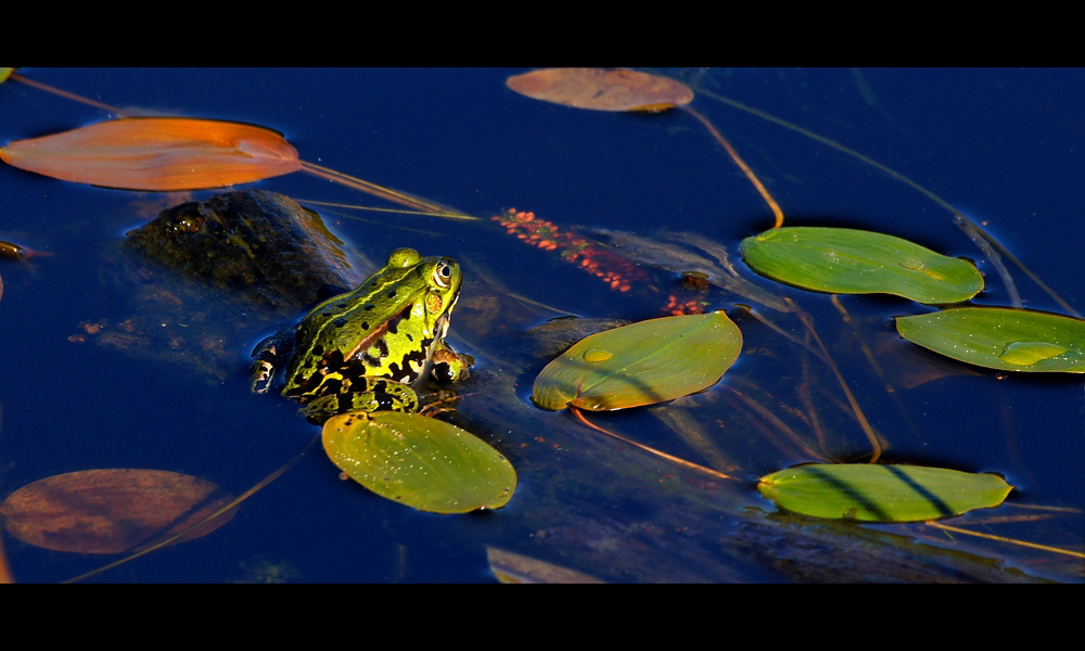 Teichfrosch (Pelophylax "esculentus" oder Rana "esculenta")