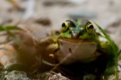 Teichfrosch (Pelophylax "esculentus" oder Rana "esculenta")