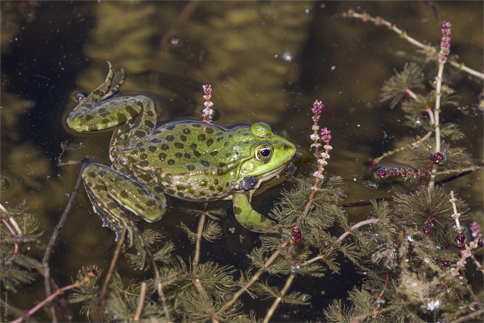 Teichfrosch - Pelophylax kl. esculentus