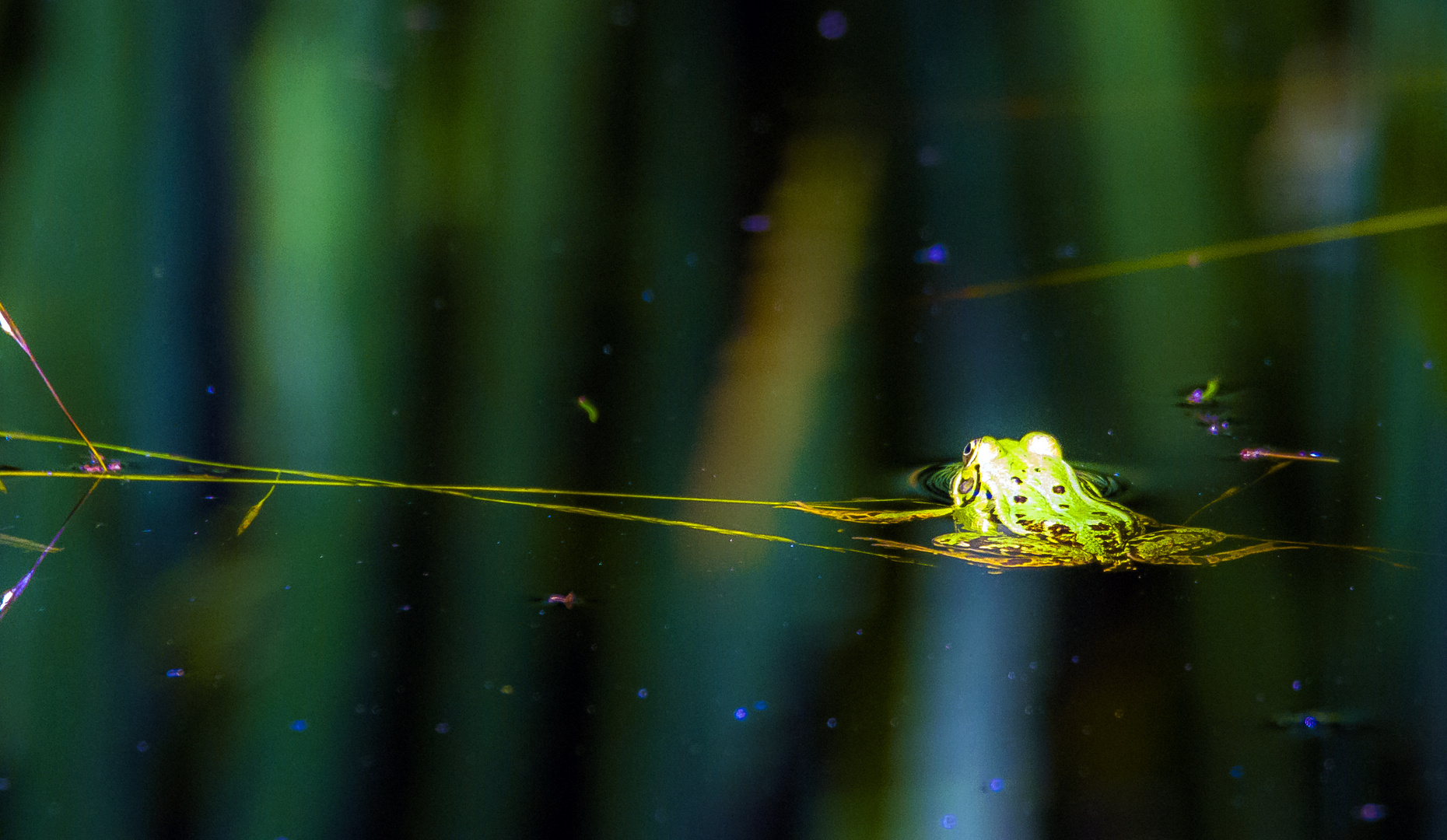 Teichfrosch (Pelophylax kl. esculentus)