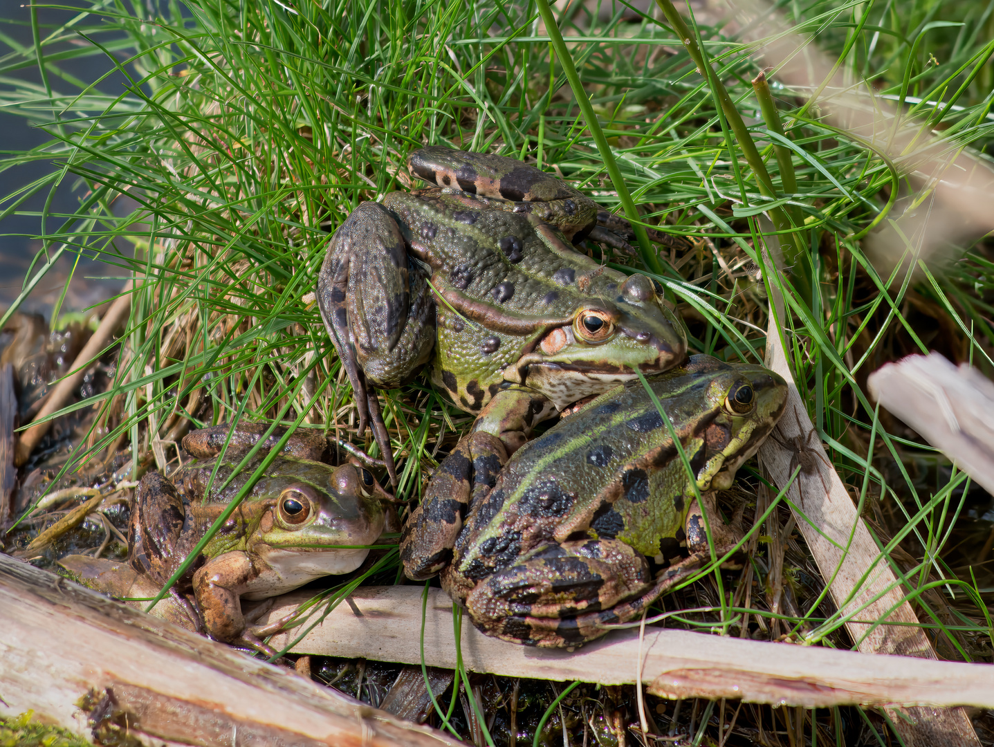 Teichfrosch (Pelophylax kl. esculentus)