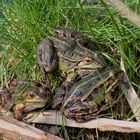 Teichfrosch (Pelophylax kl. esculentus)