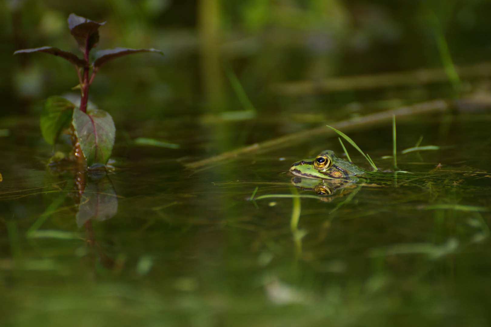 Teichfrosch (Pelophylax kl. esculentus)