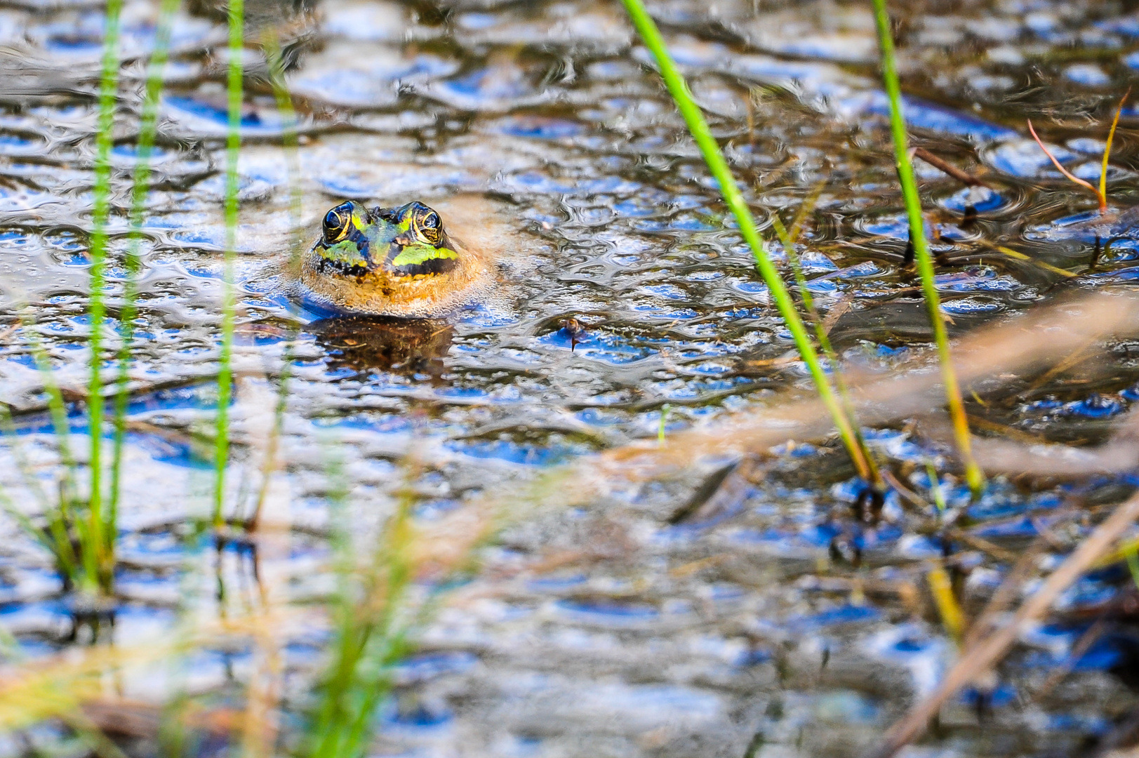 Teichfrosch (Pelophylax kl. esculentus), auch "Wasserfrosch" genannt.