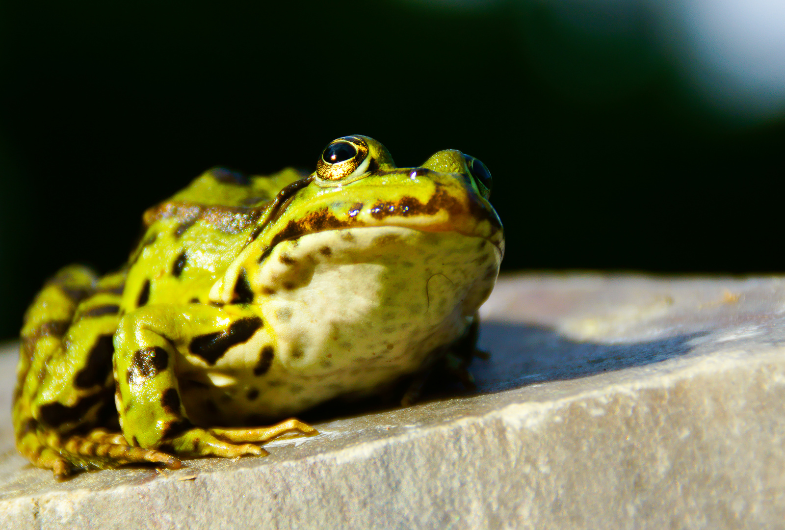 Teichfrosch - Pelophylax kl. esculentus