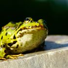 Teichfrosch - Pelophylax kl. esculentus