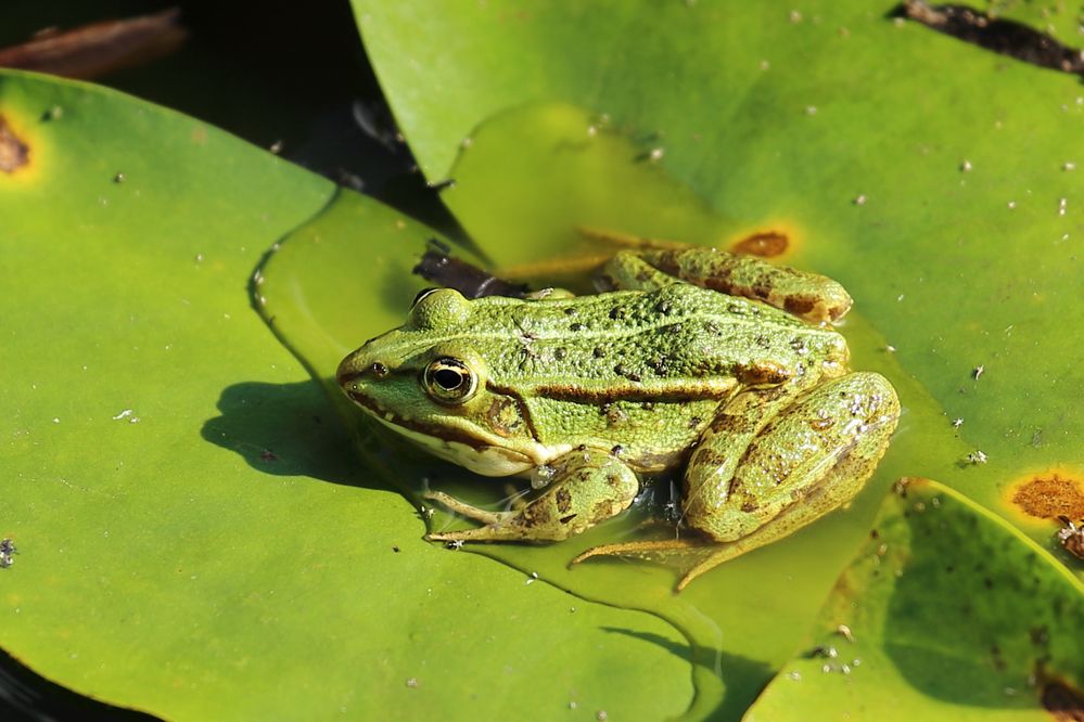 Teichfrosch - Pelophylax kl. esculentus