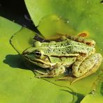 Teichfrosch - Pelophylax kl. esculentus