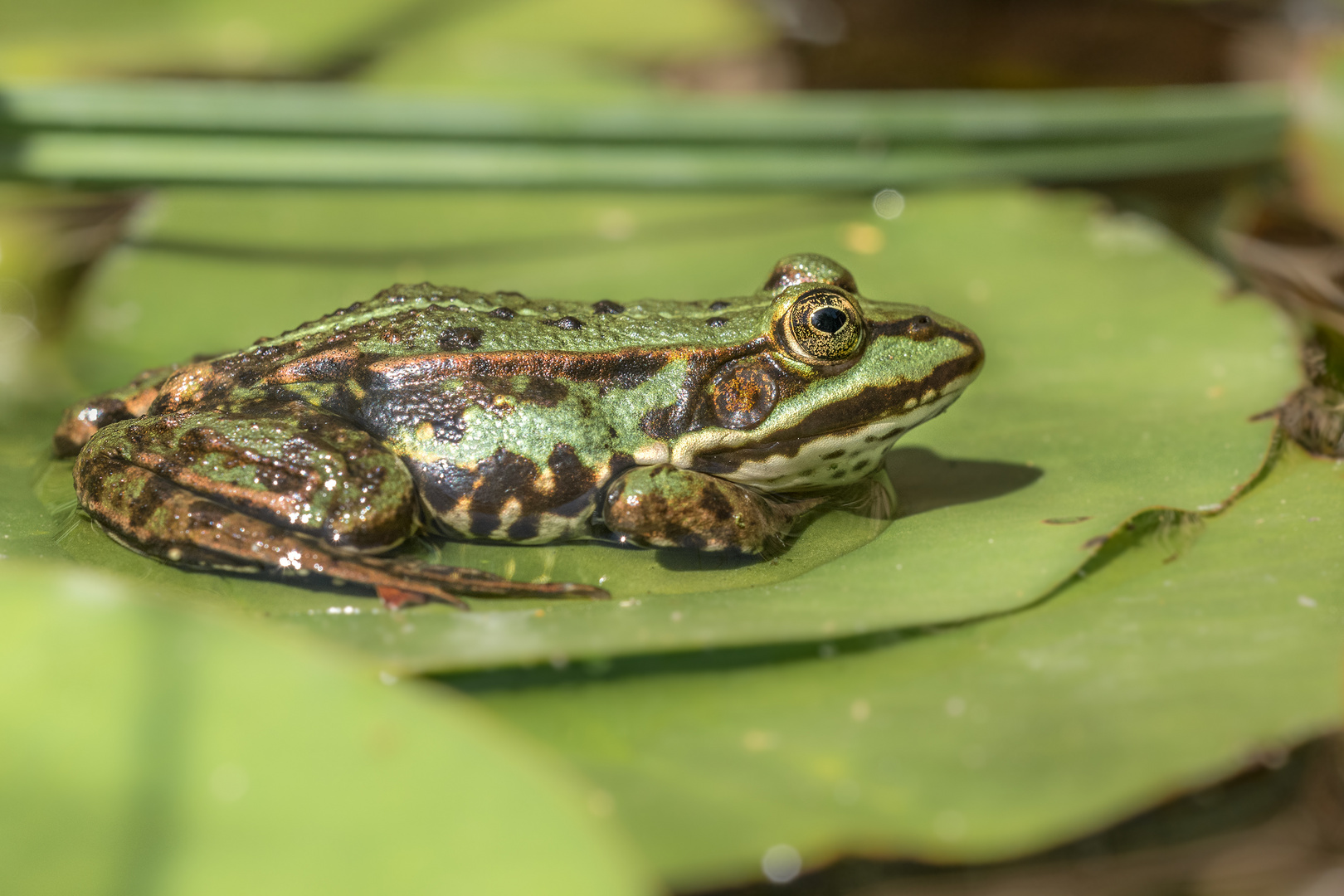 Teichfrosch (Pelophylax kl. esculentus, Pelophylax „esculentus“ oder Rana „esculenta“)