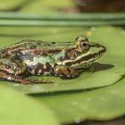 Teichfrosch (Pelophylax kl. esculentus, Pelophylax „esculentus“ oder Rana „esculenta“)