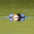 Teichfrosch / Pond frog in concert (Pelophylax kl. esculentus)