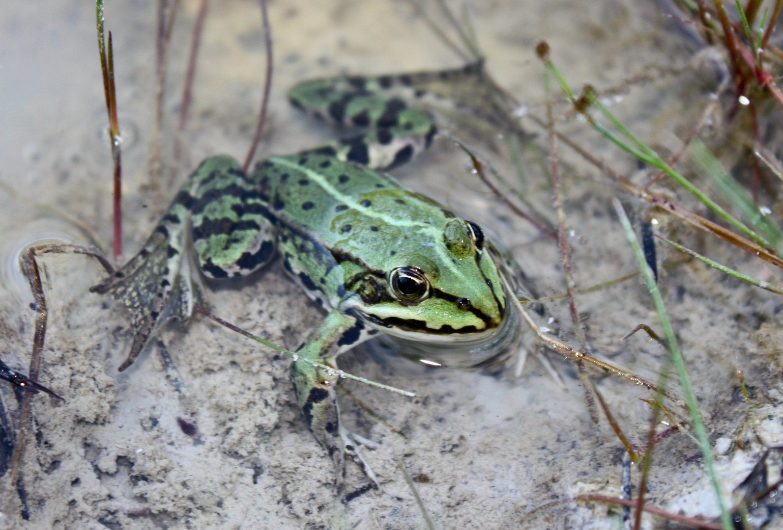 Teichfrosch (Rana esculenta)