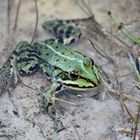 Teichfrosch (Rana esculenta)