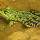 Teichfrosch (Rana esculenta)