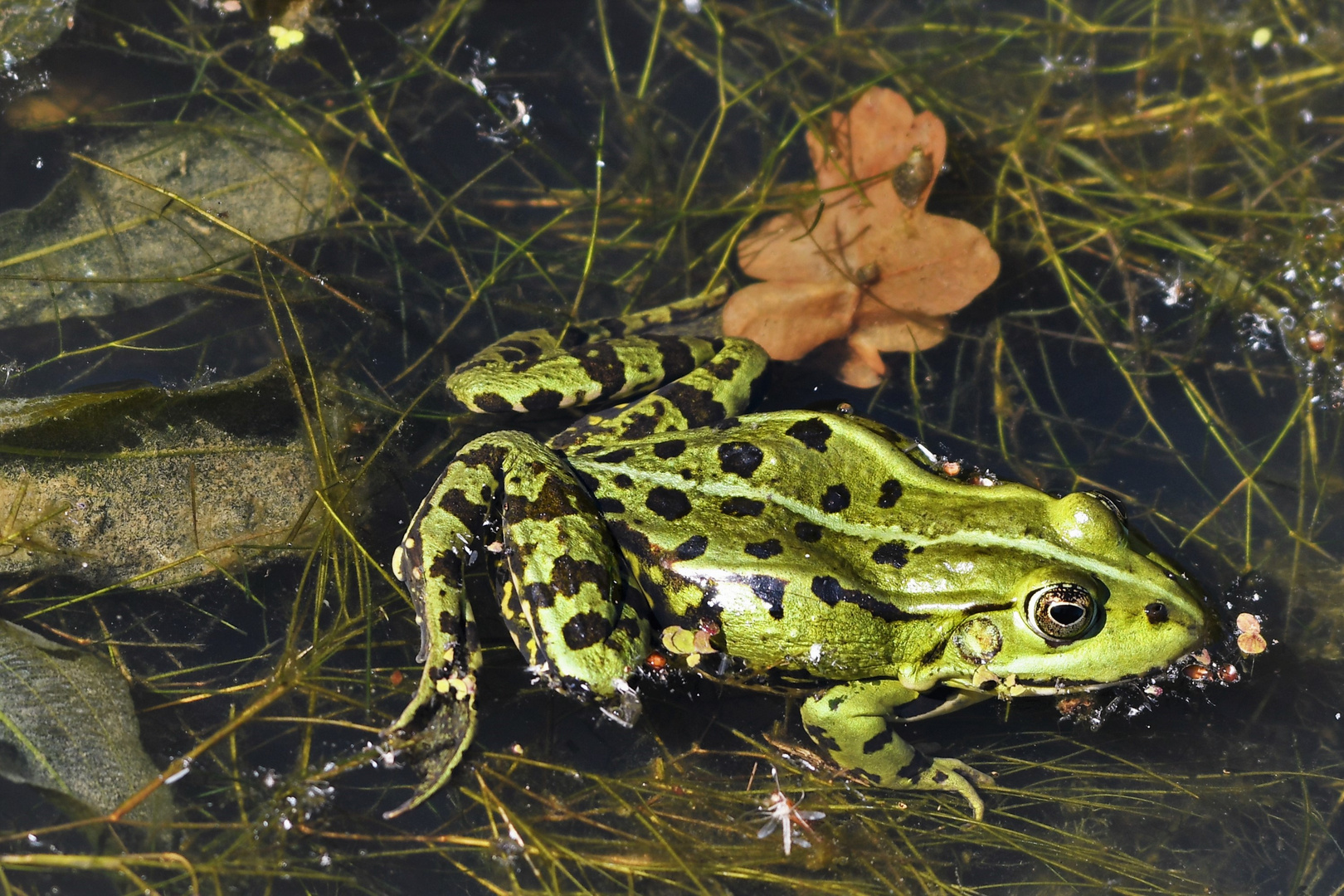 Teichfrosch  (Rana esculenta)