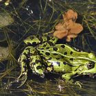 Teichfrosch  (Rana esculenta)