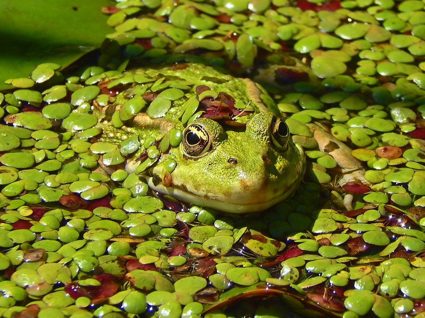 Teichfrosch (Rana esculenta)