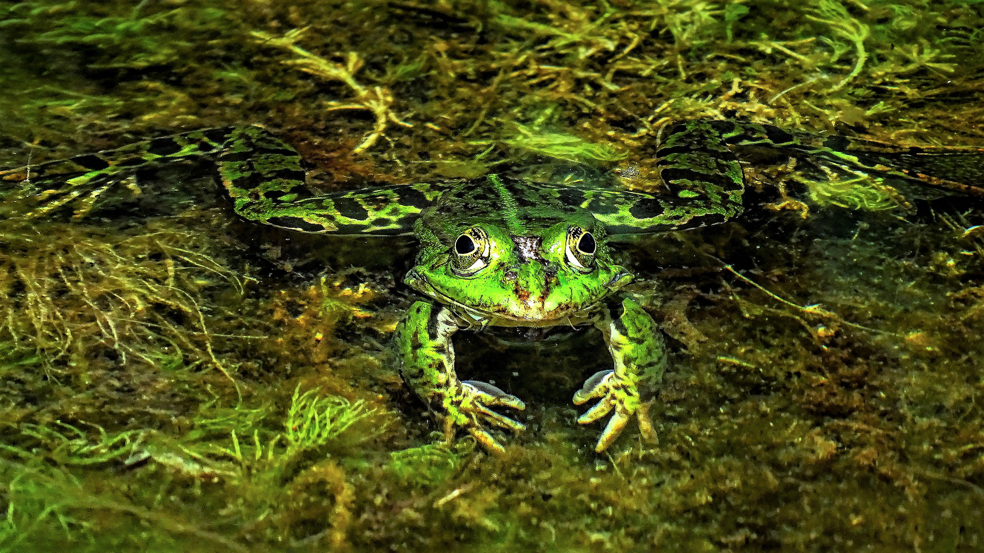 Teichfrosch (Rana esculenta)