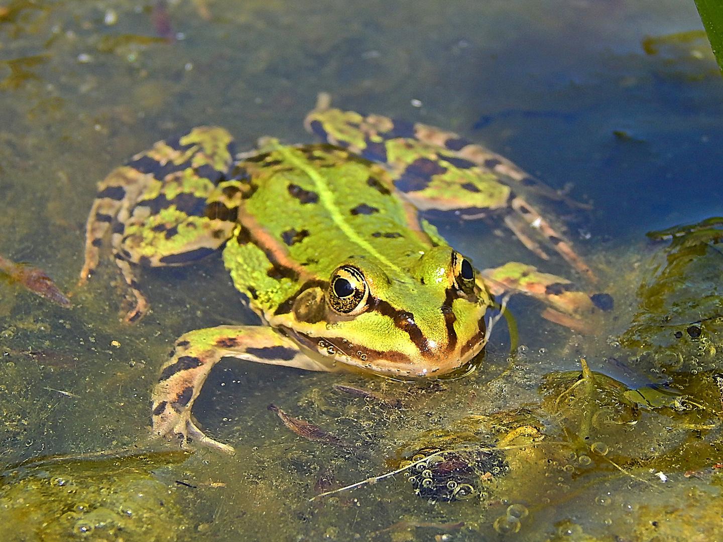 Teichfrosch (Rana esculenta)