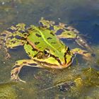 Teichfrosch (Rana esculenta)