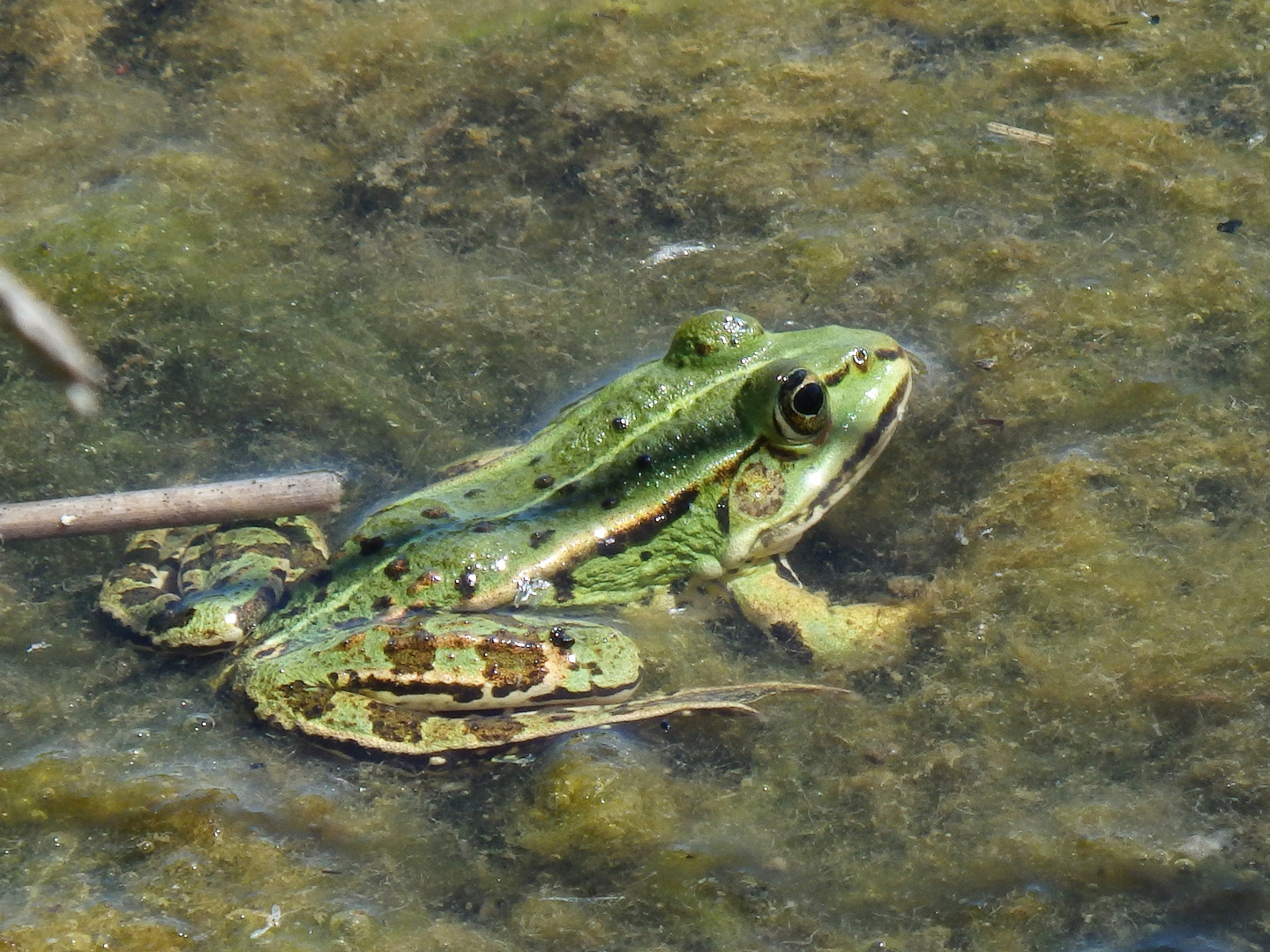 Teichfrosch (Rana esculenta)