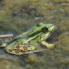 Teichfrosch (Rana esculenta)