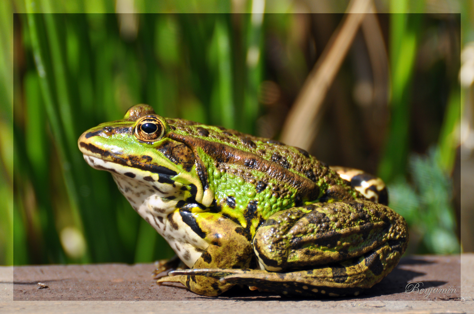 Teichfrosch (Rana esculenta)