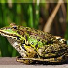 Teichfrosch (Rana esculenta)