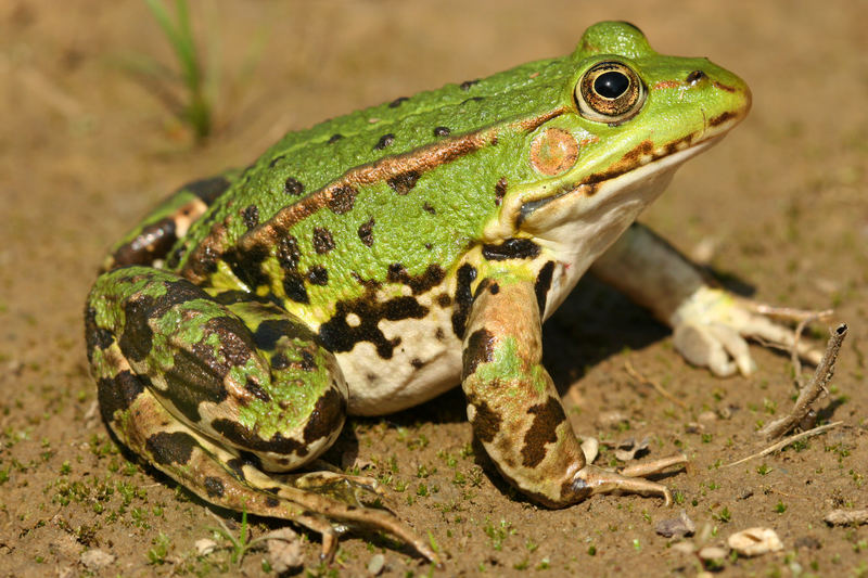 Teichfrosch (Rana esculenta)