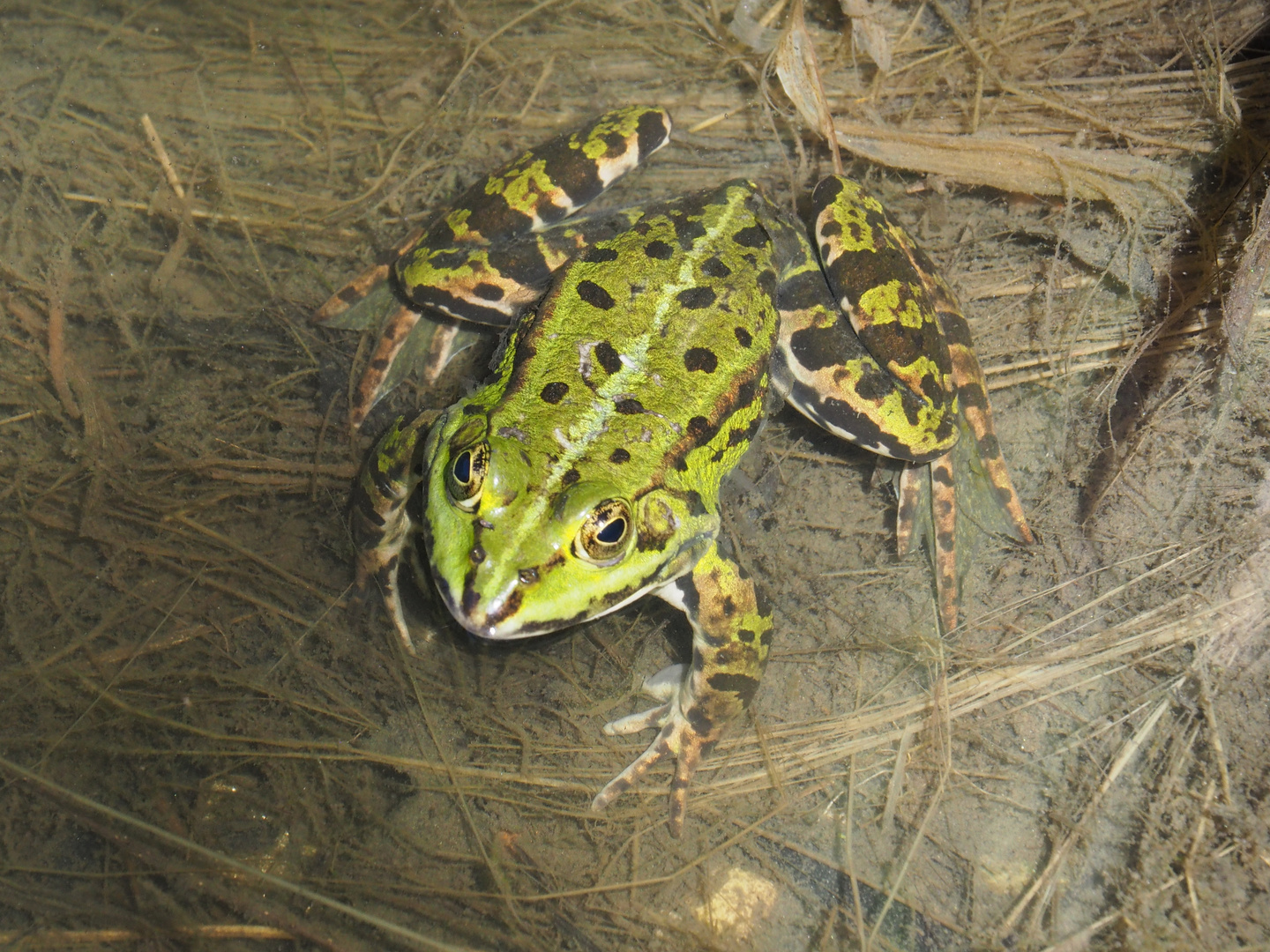 Teichfrosch (Rana esculenta)