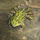 Teichfrosch (Rana esculenta)