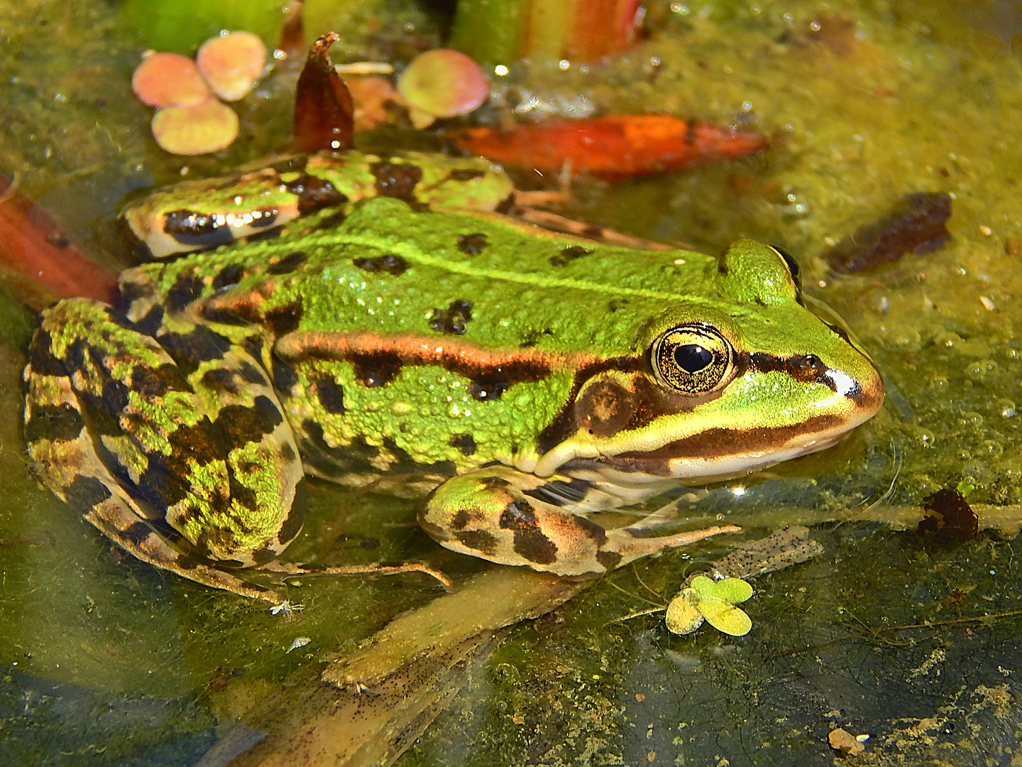 Teichfrosch (Rana esculenta)