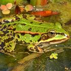 Teichfrosch (Rana esculenta)