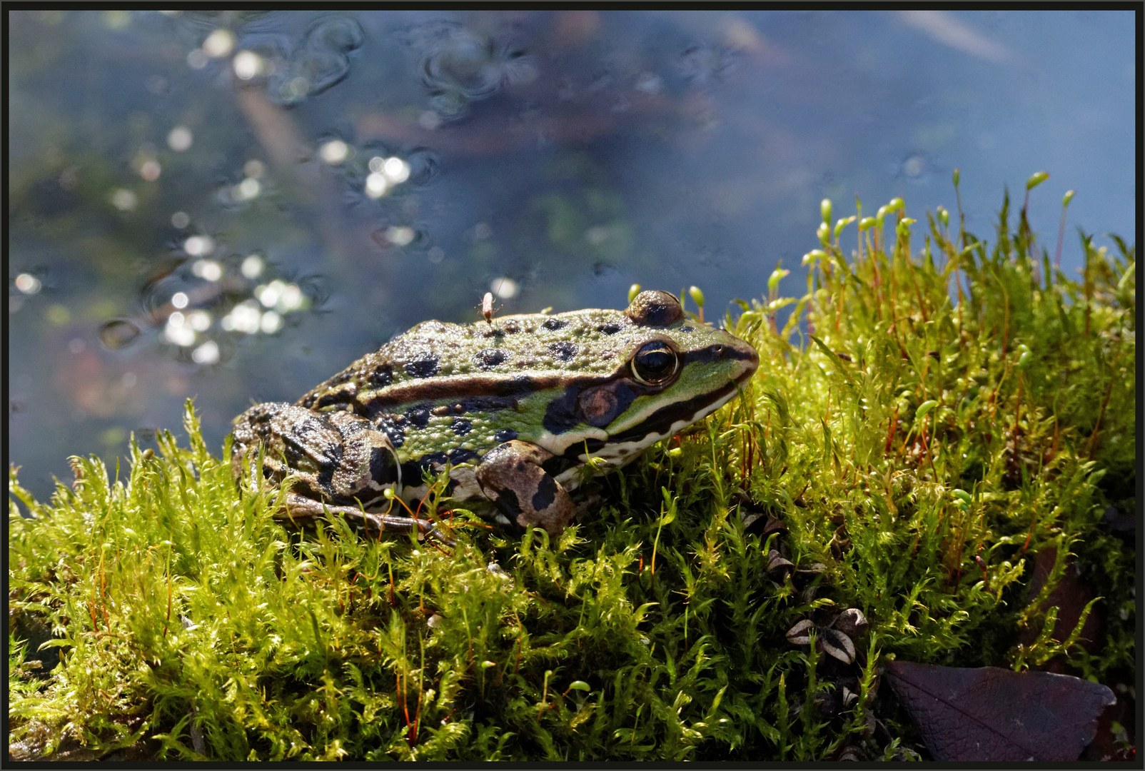 Teichfrosch (Rana esculenta)