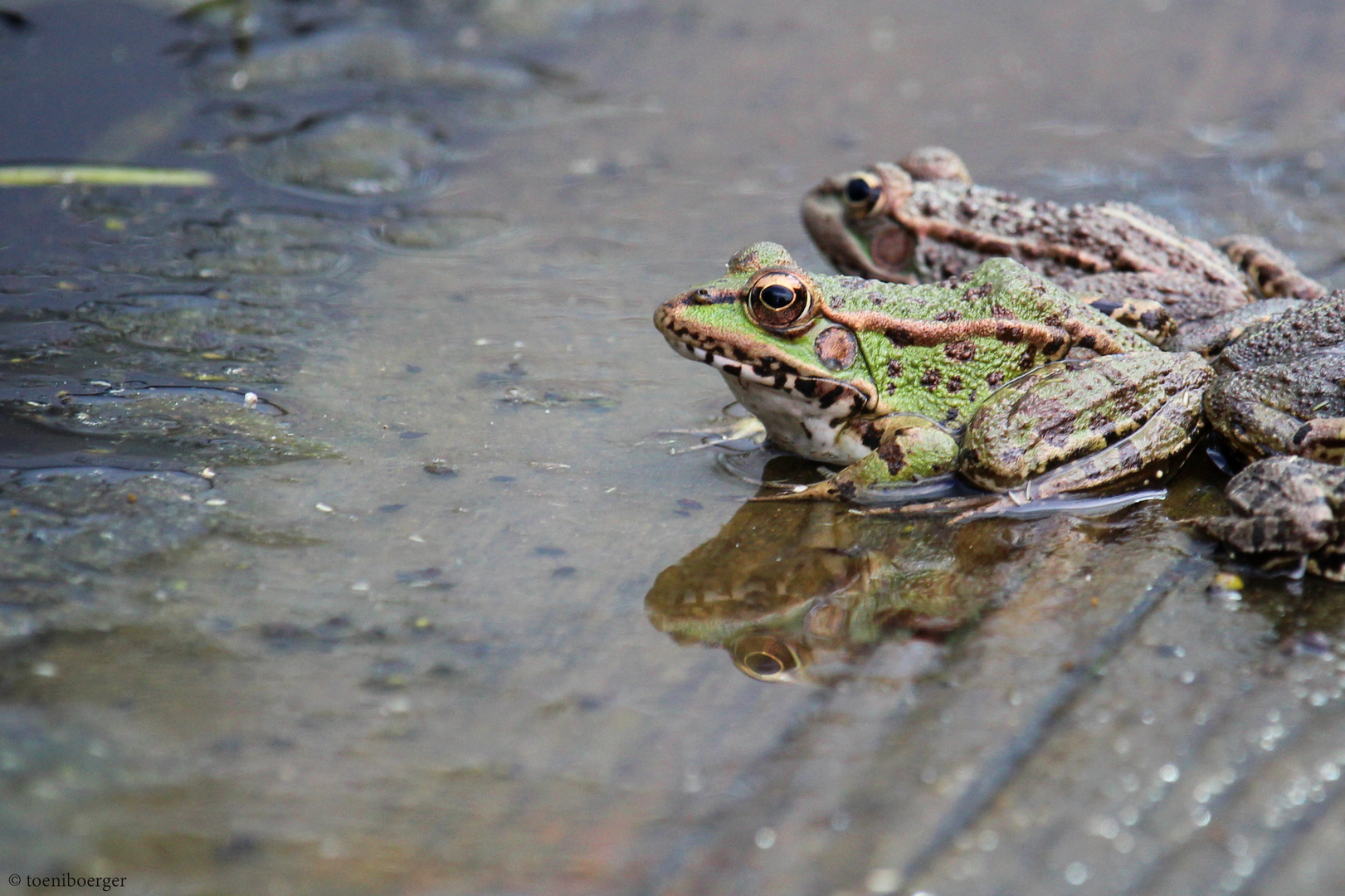 Teichfrosch (Rana esculenta)