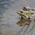 Teichfrosch (Rana esculenta)