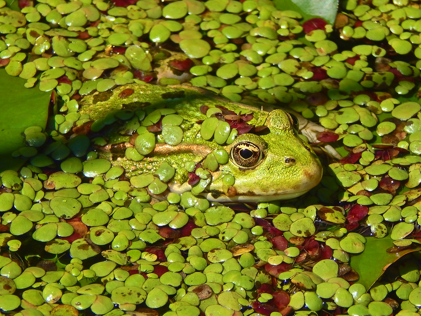 Teichfrosch (Rana esculenta)