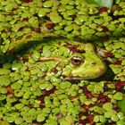 Teichfrosch (Rana esculenta)