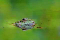 Teichfrosch (Rana esculenta)