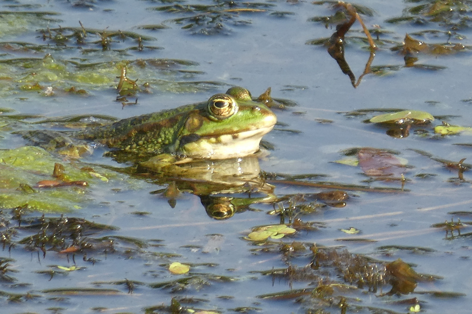 Teichfrosch  -  Rana esculenta