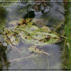 Teichfrosch (Rana kl. esculenta)