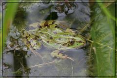 Teichfrosch (Rana kl. esculenta)