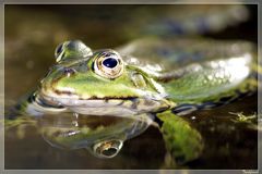 Teichfrosch (Rana kl. esculenta)