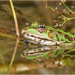 Teichfrosch (Rana kl. esculenta) - Spiegelung