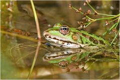 Teichfrosch (Rana kl. esculenta) - Spiegelung