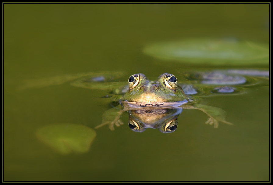 Teichfrosch (reload)