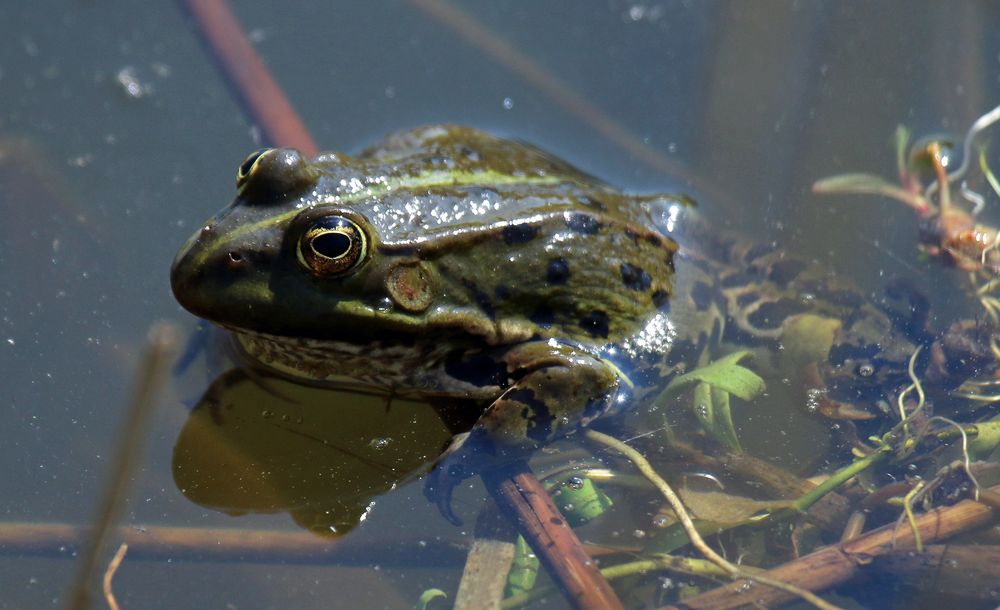 Teichfrosch ruht.