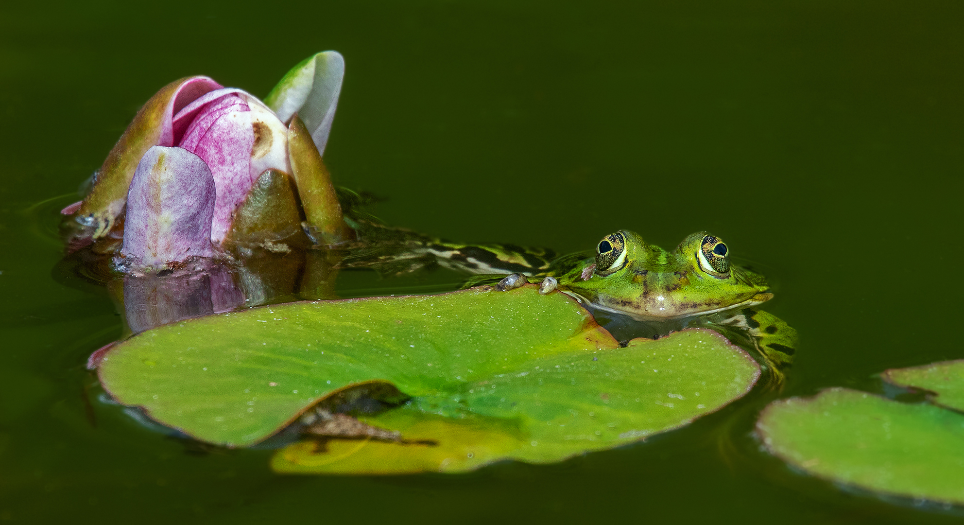 Teichfrosch Seerosen 002