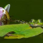 Teichfrosch Seerosen 002